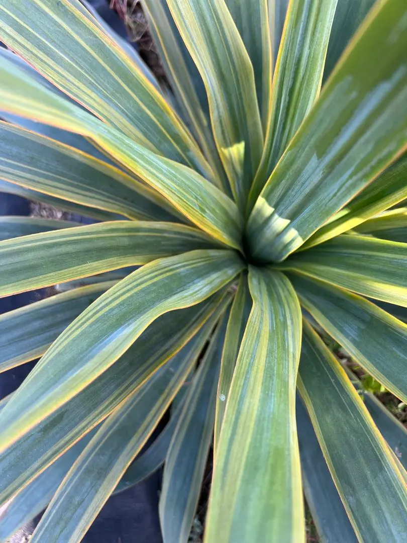 2026年最新】ユッカ レクルビフォリアの人気アイテム - メルカリ