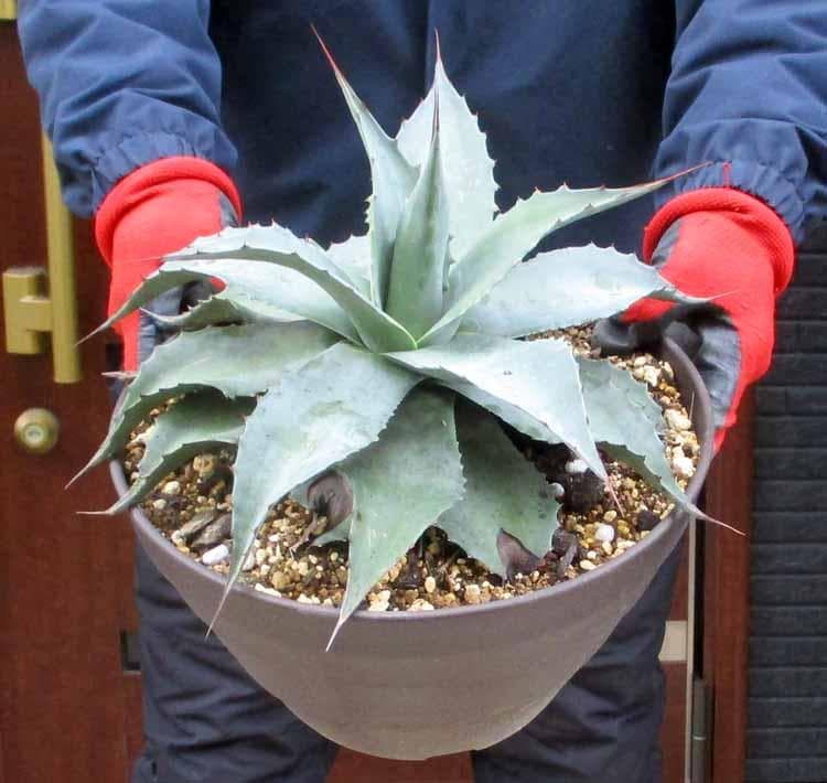 【現品】アガベ・オバティホリア・バンジー　9号　D9番 楽天市場】アガベ・オバティフォリアの通販